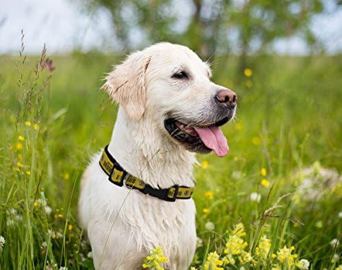NHL Boston Bruins Collar for Dogs & Cats, Large. - Adjustable, Cute & Stylish! The Ultimate Hockey Fan Collar!