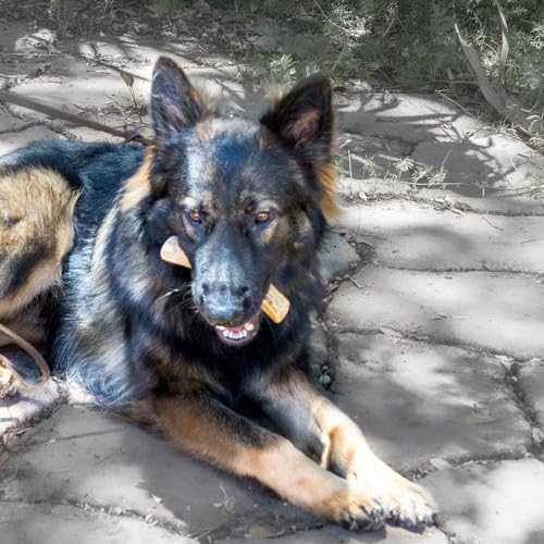 lemuria Gorilla Wood Dog Chew, Coffee Wood Dog Chew Real Wooden Bone, Safe Dental Cleaning Chews for Teething Puppy, Stress Relief Toys (Extra Large)