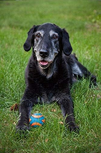 Chuckit! Ultra Squeaker Ball Dog Toy, Small, 2in, 2 Pack