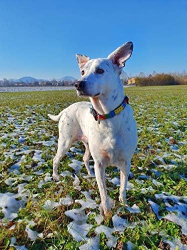 Max & Molly Fashion Smart ID Dog Collar, Anti-Fade, Adjustable Sizing w/Pet Profile Smart ID QR-Tag, Waterproof & Machine Washable for Small Dogs, Playtime Fun Design, Extra-Small