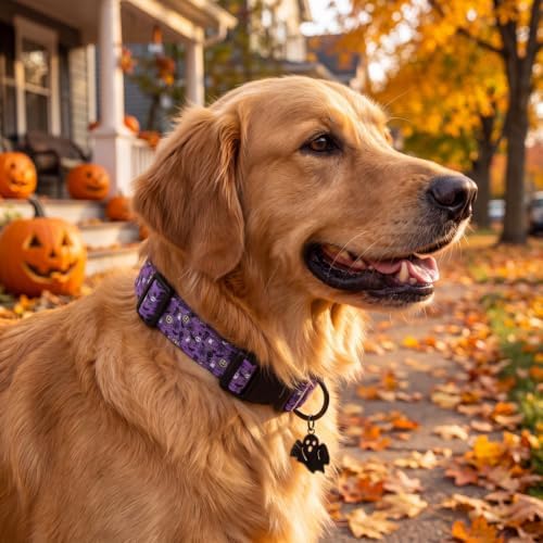 Halloween Dog Collar, Purple Puppy Collar for Medium Dogs, M