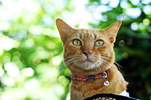 Pets First COLLAR for CATS - NFL CHICAGO BEARS CAT COLLAR. - Strong & Adjustable FOOTBALL Cat Collars with Metal Jingle Bell