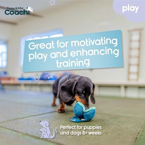 Coachi Puppy & Mini Chase & Treat - Great for Play and Chase