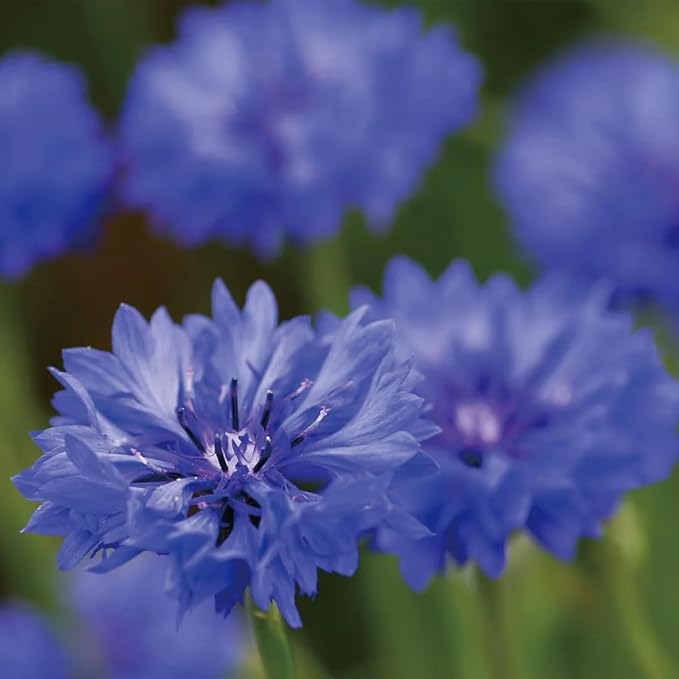 Aromatics International Cornflower Hydrosol 100ml | Light & Floral Herbaceous Aromatic Mist for Home & Daily Use