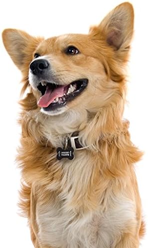 Dynotag® Web Enabled Super Pet ID Smart Tag with DynoIQ™ & Lifetime Recovery Service. Play Series: Bone (Insert Treats)