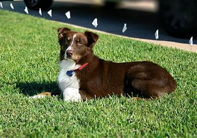 Underground Electric Dog Fence Kit, Standard, 1-Dog, 1000 ft