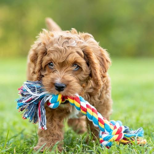 Jeffers Pet Rope Bone Dog Toy, Multi-Colored, 16" – Durable Braided Rope for Tug of War, Chewing & Fetch – Interactive Play for Pets – Machine Washable Dog Game Toy, Supports Healthy