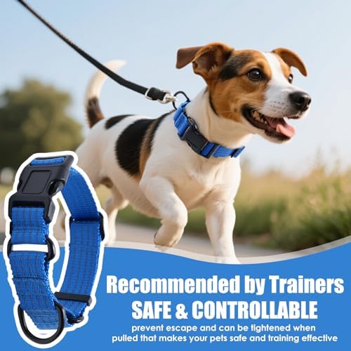 Martingale Dog Collar, Reflective No Pull with Buckle, Blue, M
