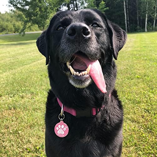 MYLUCKYTAG NFC&QR Code Personalized Dog Cat Tag, Online Pet Profile, Scan QR Receive Instant Pet Location Alert Email