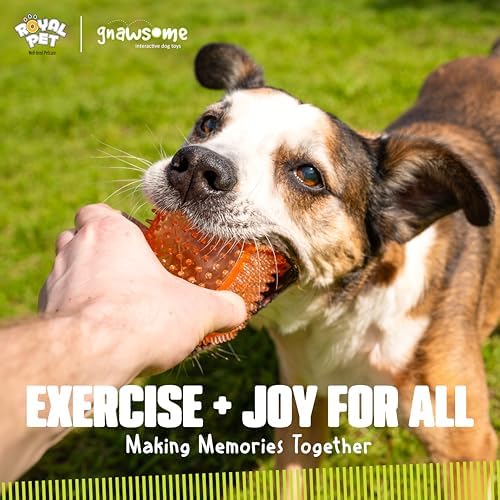 Gnawsome Dog Toys - 3.5" Squeaker Cube - Medium - Dental & Gum Wellness - Stimulating Fun - Hidden Squeaker - Durable for Heavy Chewers - 100% BPA-Free - Assorted Colors