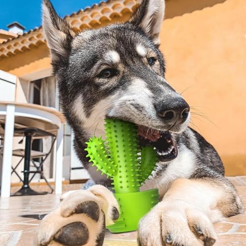 Pamlulu Dog Chew Toys, Toothbrush Stick Teeth Cleaning Brush Dental for Small Medium Large Dog, Rubber Squeaky Toys for Aggressive Chewers Cactus Tough Toys