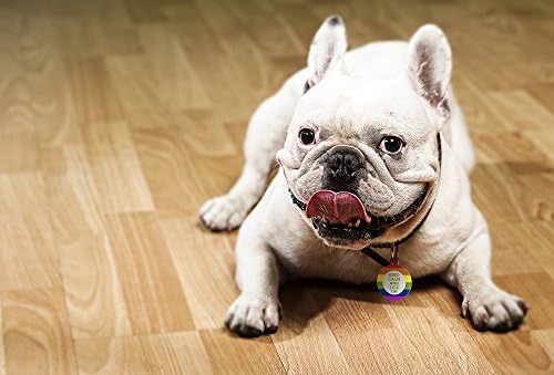 Dynotag® Web Enabled Super Pet ID Smart Tag with DynoIQ™ & Lifetime Recovery Service. Play Series: Round (Keep Calm)