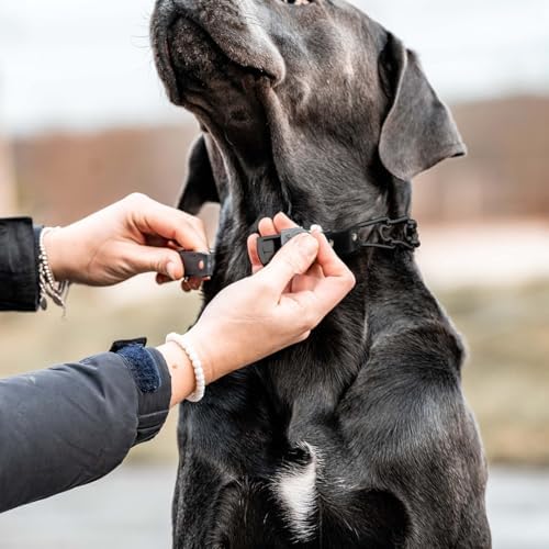 Herm Sprenger 2.25mm Prong Collar for Dog Training – Quick Release Clicklock & Swivel Ring - Dog Training Collar with Black Stainless Steel 2.25mm Prongs for Small Dogs (14-19" Neck)