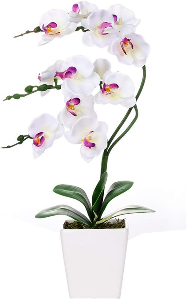 15" Silk Phalaenopsis Orchid in Square Pot, White Flower Plant Arrangements | Lifelike Faux Potted Blooms with Moss in a Ceramic Planter. Looks Real, Zero Upkeep, Ideal Centerpiece for Any Table