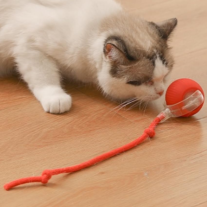 Cat and Small Dog Toy Ball with Tail Rope, Red