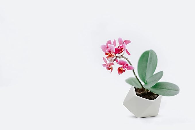 WGV Geometric Ceramic Vase, Width 5", Height 4.3", Matte White Tilted Pot, DIY Folded Planter Bowl for Wedding Event Office Home Decor, 1 Piece