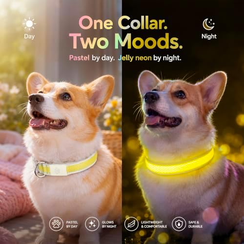 Multicolor LED Dog Collar USB-C Rechargeable, Light Up Dog Collar, Rainbow Gradient Glowing Dog Collar with 4 Light Modes, Adjustable Candy Mesh Pet Collar(Yellow, Medium)