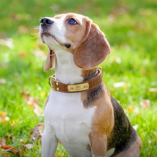 Personalized Genuine Leather Dog Collar with Engraved Name Plate - Durable and Stylish Custom Dog Collar for Small, Medium, and Large Dogs (M,Brown)