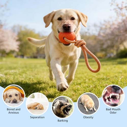 SCENEREAL Floating Dog Pool Toys - Ball on Rope Fetch and Tug-of-War Toy for Medium Large Dogs Outdoor Training, EVA Rubber Water Pet Interactive Toys for Summer Beach, 2 Pack, Orange & Yellow