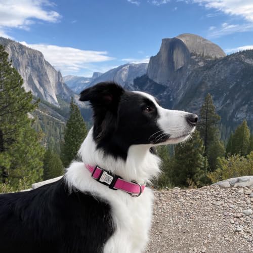 Reflective Dog Collar with QR Code Tag, Rose Red, M,(12.6"-19.6")