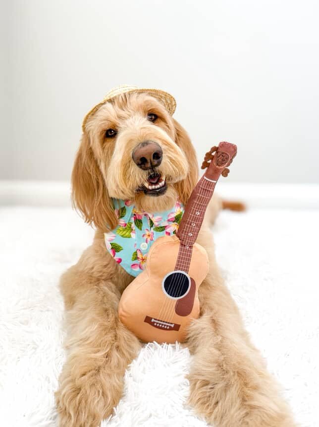 PUPROAR Guitar Dog Toy, Funny Plush Squeaky Puppy Gift, A Birthday Dog Toy & Unique Present for Small, Medium & Large Breeds