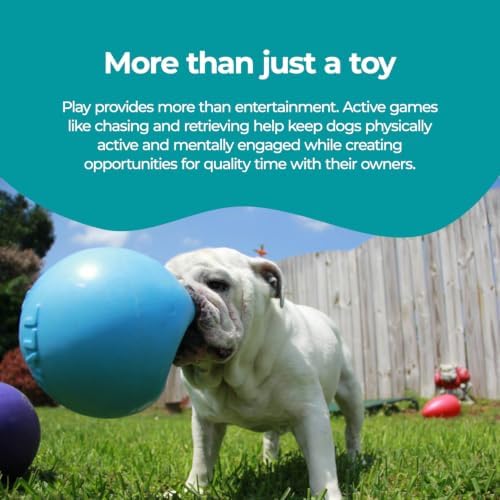 Jolly Pets Bounce-n-Play Dog Toy Ball, 6 Inches, Blueberry, All Breed Sizes
