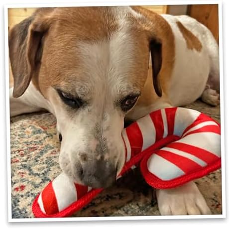 Doggijuana Candy Cane & Gingerbread Dog Toy Bundle | Holiday 2 Pack, Squeak