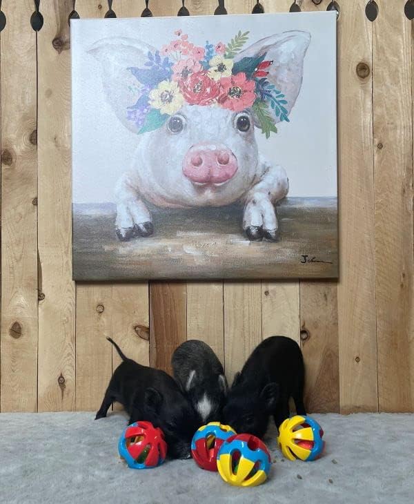 Rattle Balls for Pigs Rabbits Guinea Pigs Cats Small Animals Fun Noisy Interactive Playtime Toys You Can Also Add Treats