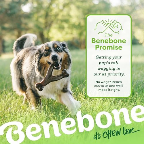 Benebone 2-pack Wishbone/Dental Durable Dog Chew Toys, Real Bacon, Medium