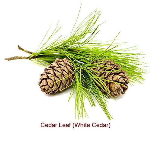 Cedar Leaf or White Cedar Essential Oil (Thuja Occidentalis) 100% Pure and Natural 10 ML