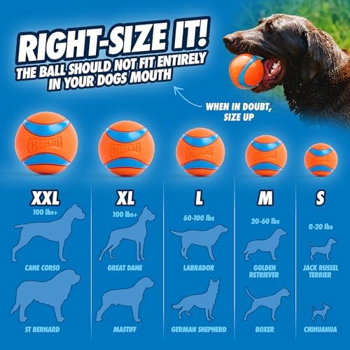 Chuckit! Sport 14S Ball Launcher for Small Dogs, 14-Inch Manual Thrower with 2-Inch Ball, Fits Dogs up to 20 lbs, (Pack of 12)