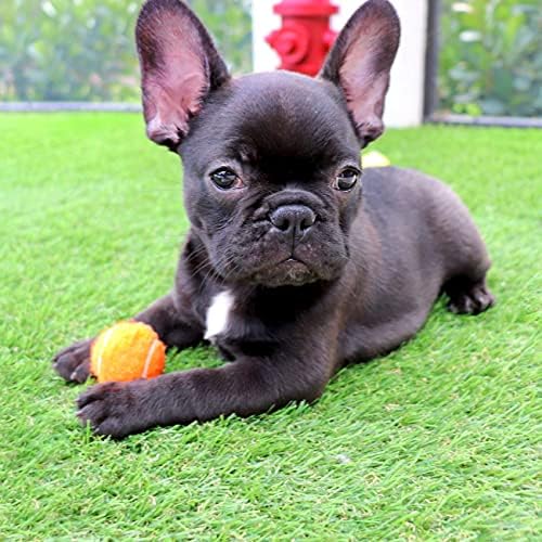 Midlee Mini 1.5" Dog Tennis Balls with Squeaker, Set of 12