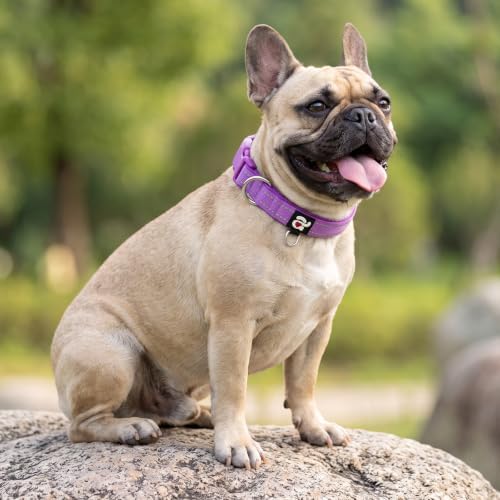 azuza Reflective Dog Collar, Neoprene Padded Medium Dog Collar, Purple, M
