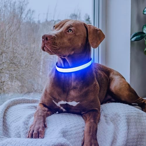 Flashseen LED Dog Collar, Light Up Dog Collar USB Rechargeable, Blue, M