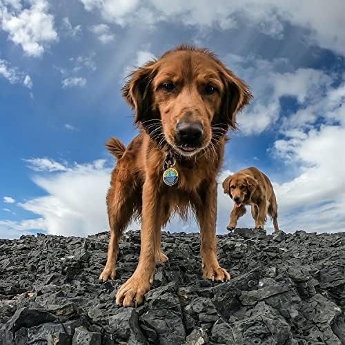 Smart Pet ID Tags - Personalized Dog Tags with QR Code for Instant Location Alerts