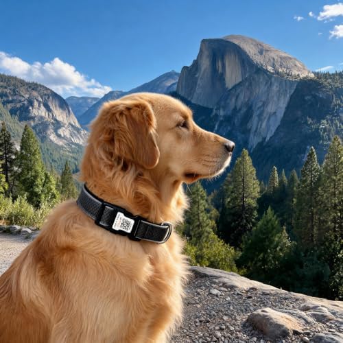 Reflective Personalized Dog Collar, Large Dogs, Black, L (15.7"-23.6")
