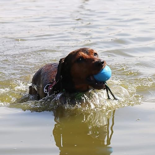 Dingo Dog Ball with Short Handle, Natural Rubber (Blue)