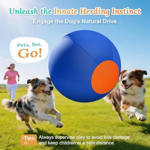 Herding Ball for Dogs Large for Australian Shepherd, Blue-Orange, M