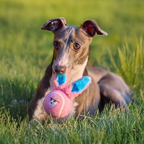 ZEZE Bonnie the Bunny Squeaky Dog Toy, Cute Plush Tennis Ball Dog Toy with Dual Squeaker & Crinkle Sound, Soft Fetch & Chew Toy for Small to Medium Dogs & Puppies, Gift-Ready Designer Pet Toy