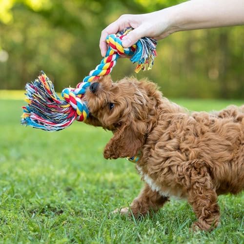 Jeffers Pet Rope Bone Dog Toy, Multi-Colored, 16" – Durable Braided Rope for Tug of War, Chewing & Fetch – Interactive Play for Pets – Machine Washable Dog Game Toy, Supports Healthy