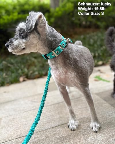 Reflective Dog Collar for Small Dogs Wide Padding 6 Holes Adjusta