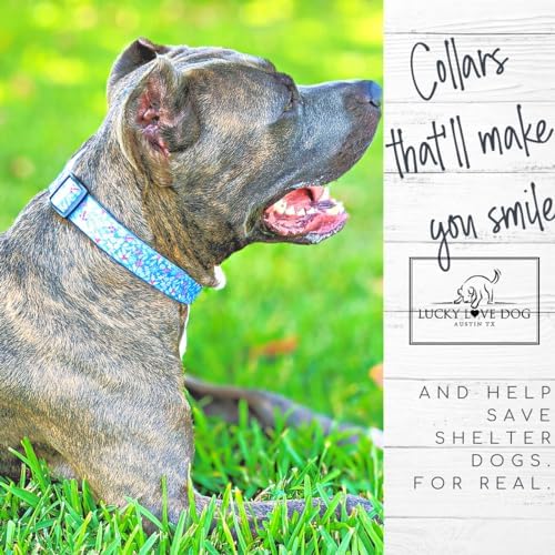 Lucky Love Dog Martingale Collar & Leash Set No Slip – Winter Blue, Small