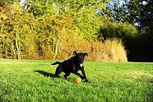 Chuckit! Dog Tennis Ball Toy, Large 3in, 2 Pack, for 60-100lbs Dogs