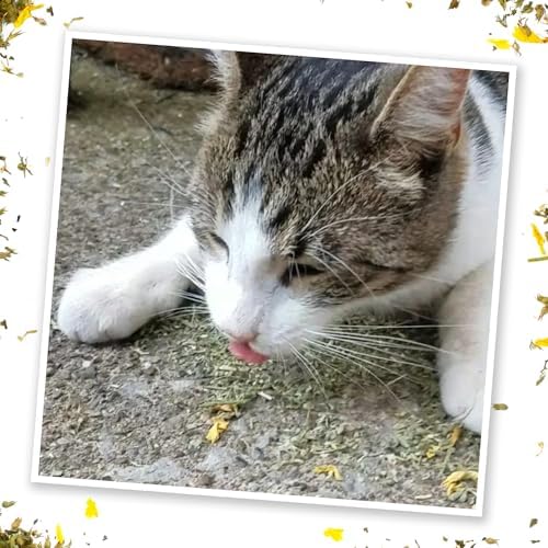 Meowijuana Get Silly Ruby Toy & Catnip Bundle | Refillable Plush + Blend