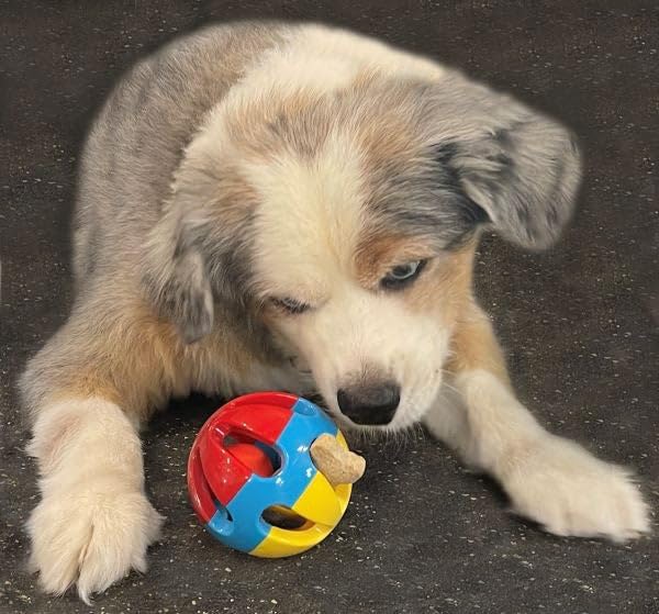 Rattle Balls 4 Pack for Dogs, Pigs, Rabbits, and Other Pets (Red Blue Yellow) - You Can Add Apples, Lettuce, or Small Dog Bones in The Holes