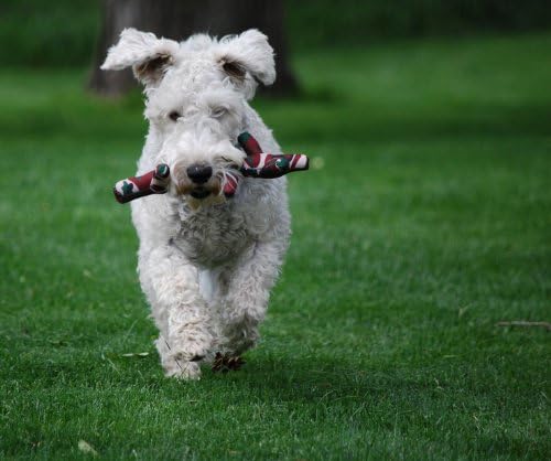 KONG PetStix Assorted Lg