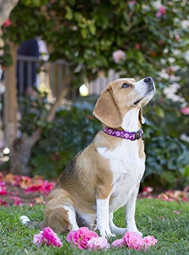 LupinePet Originals 3/4" Rose Garden 13-22" Adjustable Collar for Medium and Larger Dogs
