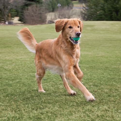 Chew King Fetch Balls Extremely Durable Natural Rubber Toy 2.5 inch, 8-pack (CM-0264-CS01)