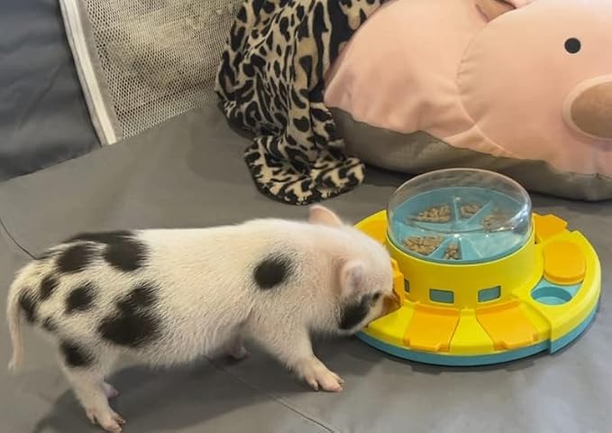 Piggy Poo and Crew Treat Popper Slow Feeder Interactive Food Dispenser Puzzle Game for Dogs Puppies Rabbits Pigs Small Animals