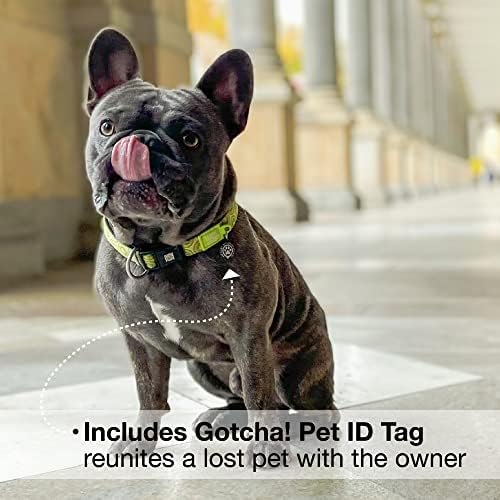 Max & Molly Smart ID Dog Collar with Gotcha! QR Safety Tag and Custom Pet Profile, Soft Padded Neoprene, Waterproof, Kiwi, Medium (13-21")